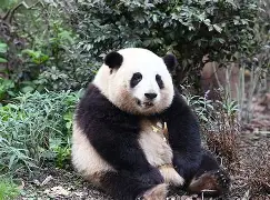 猫坐车表情包-9体育